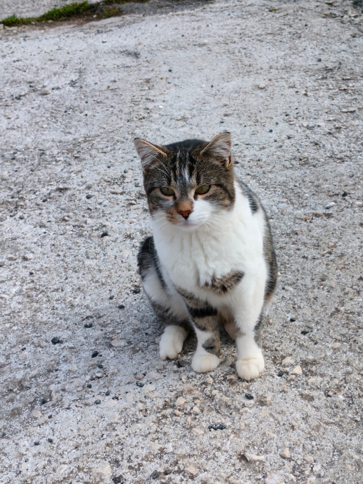 Samantha, ospite del rifugio da 2 anni